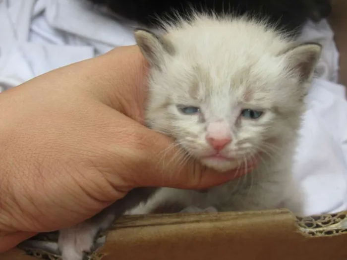 Gato ra a vira lata idade 7 a 11 meses nome Mel