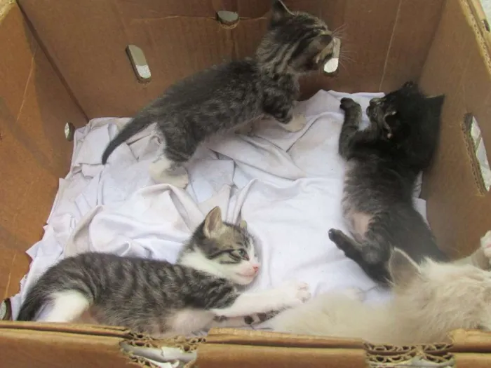 Gato ra a vira lata idade 7 a 11 meses nome Mel