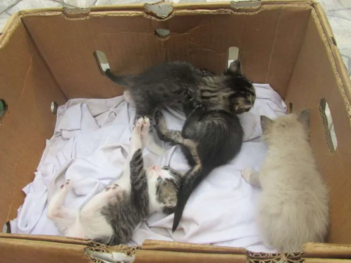 Gato ra a vira lata idade 7 a 11 meses nome Mel
