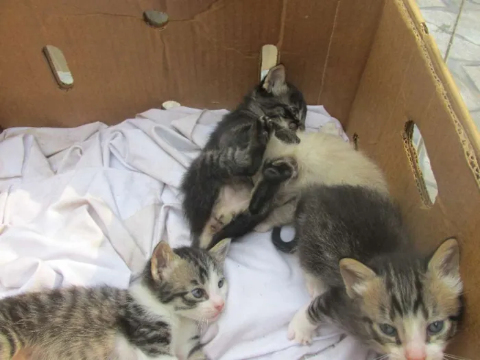 Gato ra a vira lata idade 7 a 11 meses nome Mel
