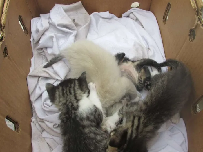 Gato ra a vira lata idade 7 a 11 meses nome Mel