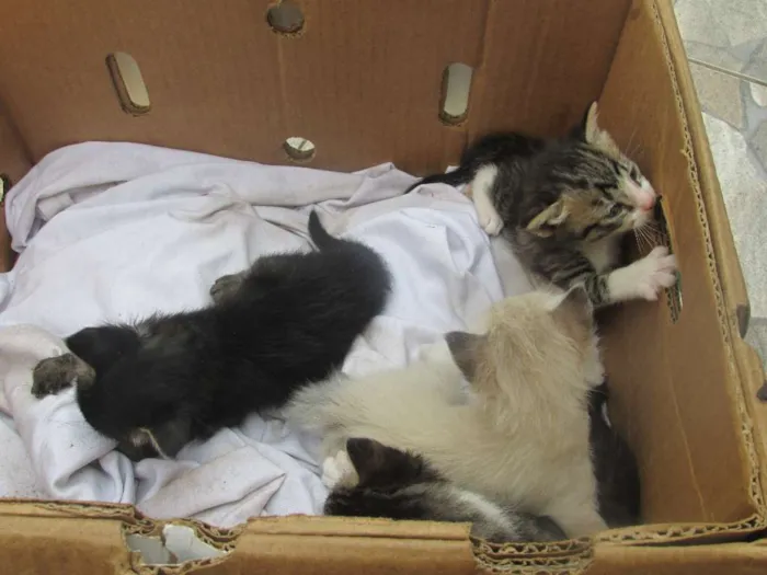 Gato ra a vira lata idade 7 a 11 meses nome Mel