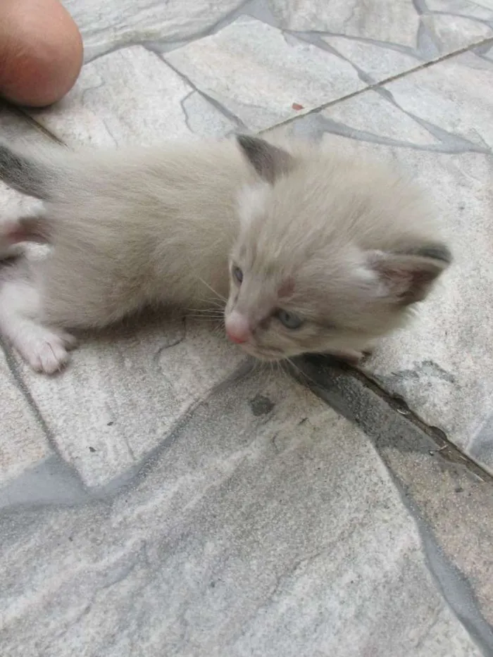 Gato ra a vira lata idade 7 a 11 meses nome Mel
