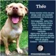 Theo
