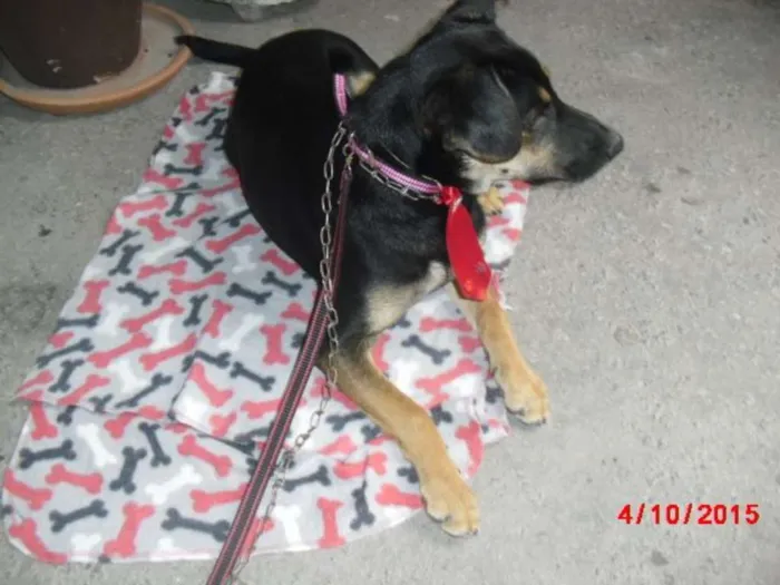Cachorro ra a SRD idade 2 a 6 meses nome VINY