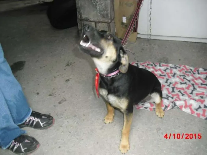 Cachorro ra a SRD idade 2 a 6 meses nome VINY