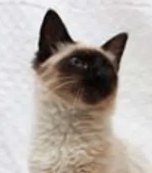 Gato raça SRD idade 2 a 6 meses nome Sam e Lola