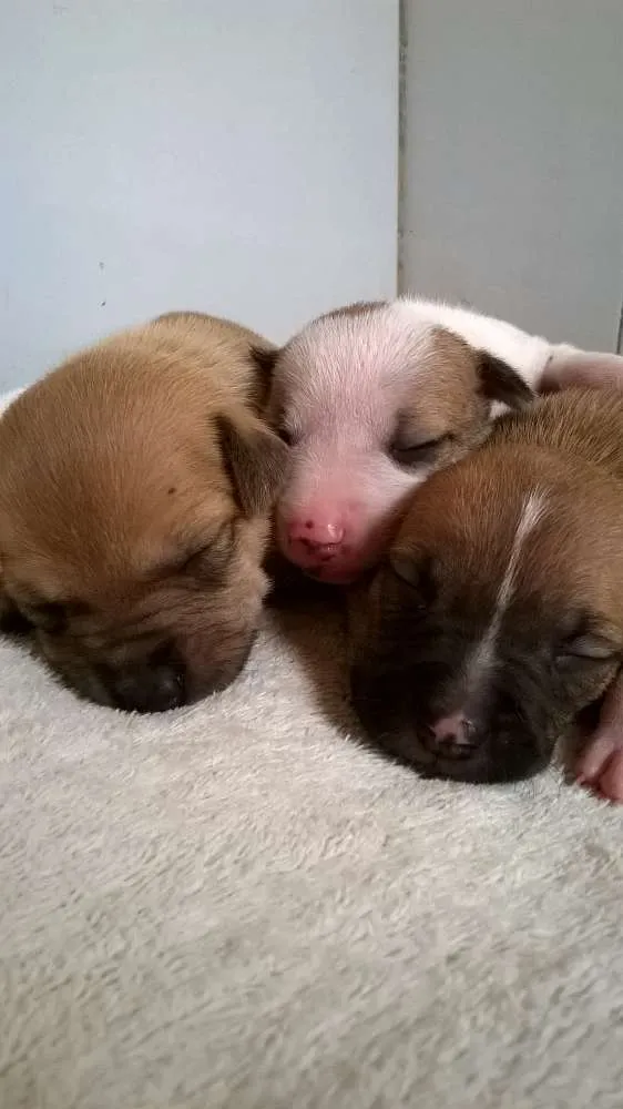 Cachorro raça RND idade Abaixo de 2 meses nome Sem nome