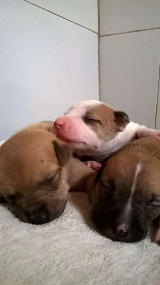 Cachorro raça RND idade Abaixo de 2 meses nome Sem nome