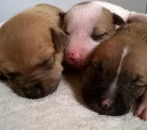 Cachorro raça RND idade Abaixo de 2 meses nome Sem nome