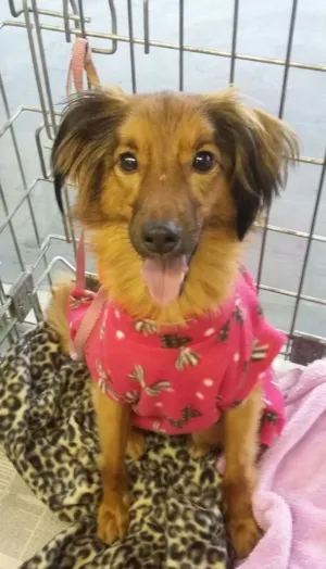 Cachorro raça SRD idade 2 anos nome Meg