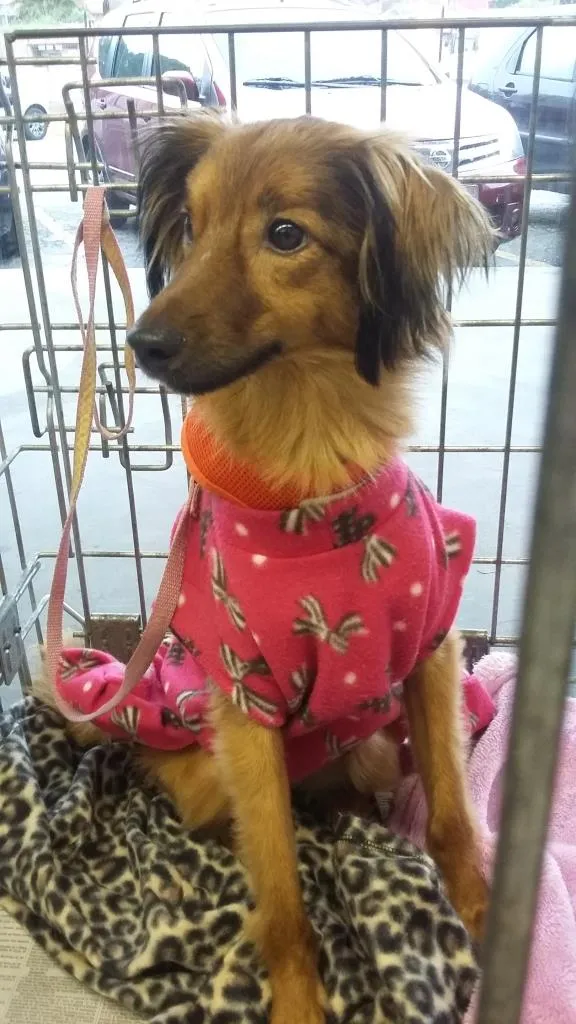 Cachorro ra a SRD idade 2 anos nome Meg