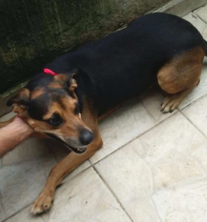 Cachorro ra a SRD idade 5 anos nome Moneti
