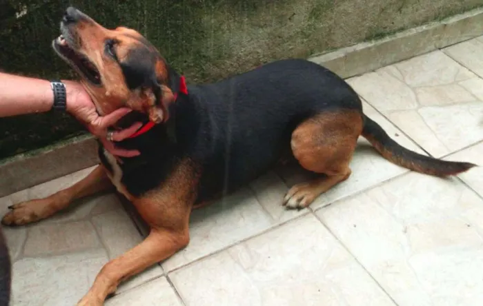 Cachorro ra a SRD idade 5 anos nome Moneti