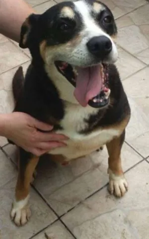 Cachorro raça SRD idade 5 anos nome Avalon