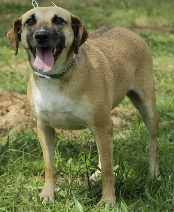 Cachorro ra a SRD idade 6 ou mais anos nome PILAR, um doce de g
