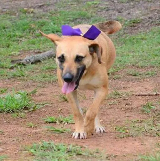 Cachorro ra a SRD idade 6 ou mais anos nome PILAR, um doce de g