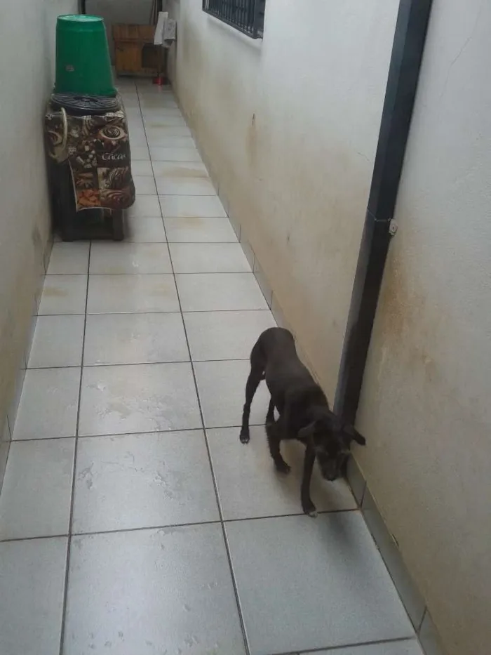 Cachorro ra a NÃO DEFINIDA idade 3 anos nome RADIJA