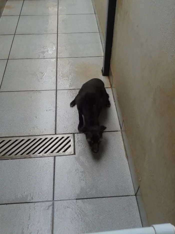 Cachorro ra a NÃO DEFINIDA idade 3 anos nome RADIJA