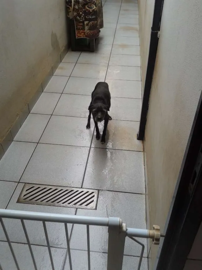 Cachorro ra a NÃO DEFINIDA idade 3 anos nome RADIJA