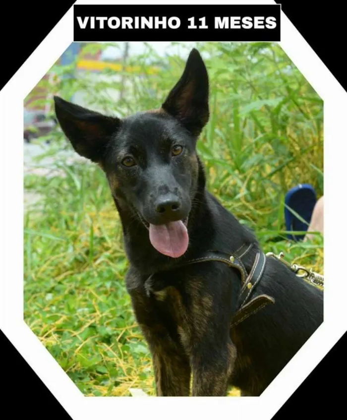 Cachorro ra a SRD idade 2 a 6 meses nome VITORINHO