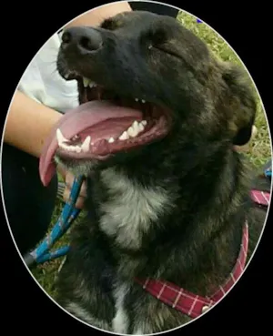 Cachorro raça SRD idade 2 anos nome BADOCK