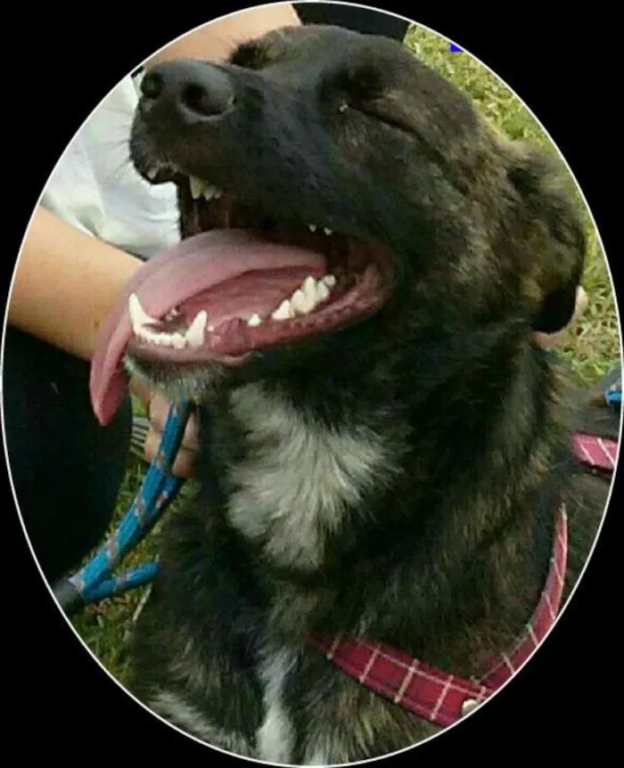 Cachorro ra a SRD idade 2 anos nome BADOCK