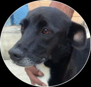 Cachorro raça SRD idade 3 anos nome Nina e Miguel
