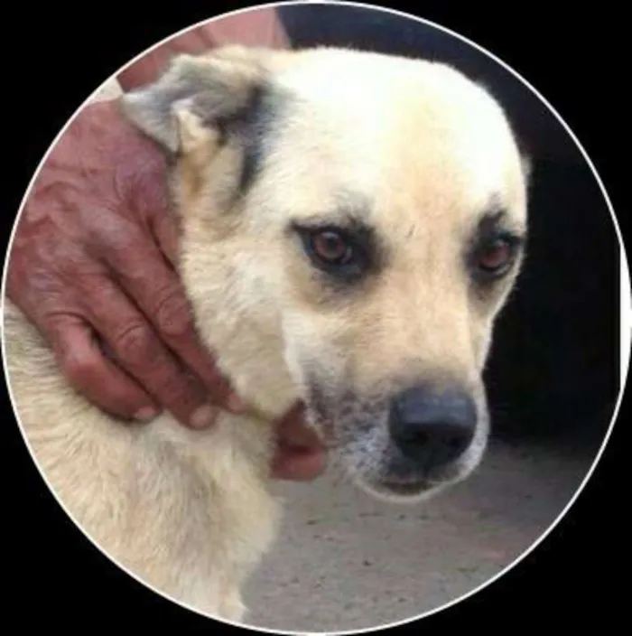 Cachorro ra a SRD idade 3 anos nome Nina e Miguel