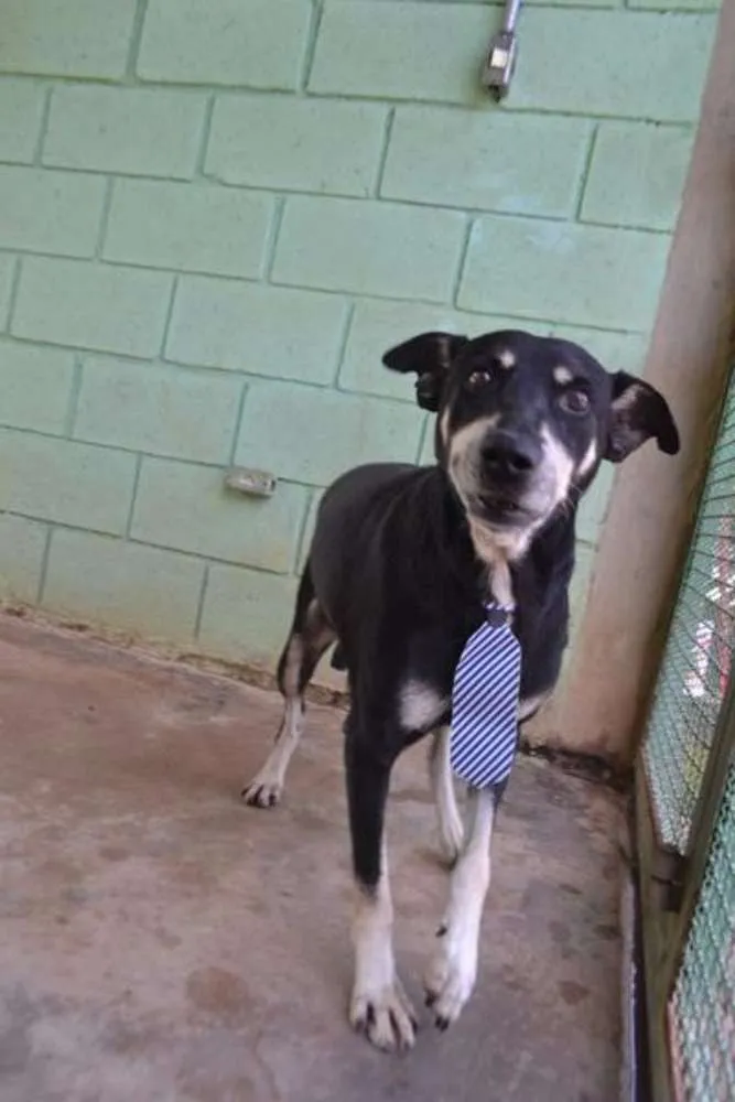 Cachorro ra a SRD idade 5 anos nome CAFÉ, um anjo!