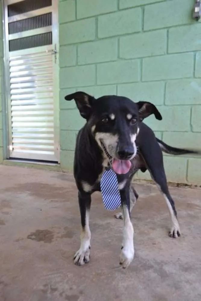 Cachorro ra a SRD idade 5 anos nome CAFÉ, um anjo!
