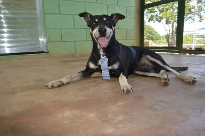 Cachorro ra a SRD idade 5 anos nome CAFÉ, um anjo!