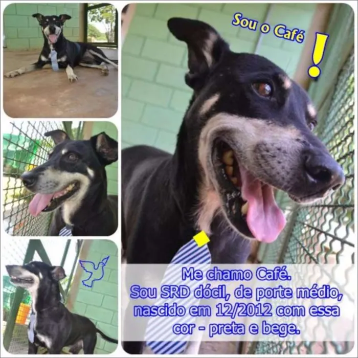 Cachorro ra a SRD idade 5 anos nome CAFÉ, um anjo!