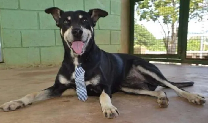 Cachorro ra a SRD idade 5 anos nome CAFÉ, um anjo!