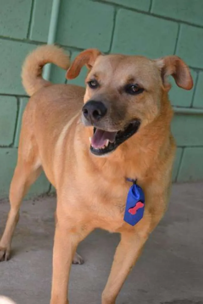 Cachorro ra a SRD idade 6 ou mais anos nome JOHNY - Um cara fofo!