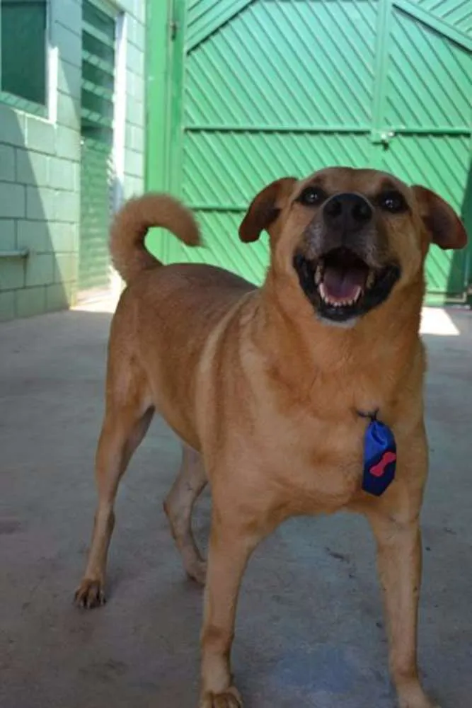 Cachorro ra a SRD idade 6 ou mais anos nome JOHNY - Um cara fofo!