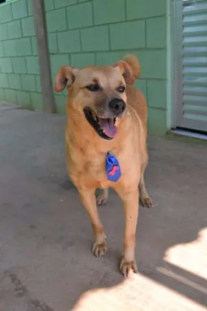 Cachorro raça SRD idade 6 ou mais anos nome JOHNY - Um cara fofo!