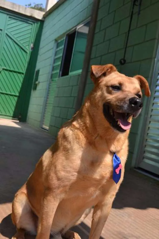Cachorro ra a SRD idade 6 ou mais anos nome JOHNY - Um cara fofo!