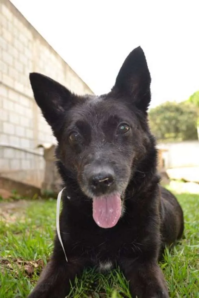 Cachorro ra a SRD idade 6 ou mais anos nome MONALISA, nossa MONA!