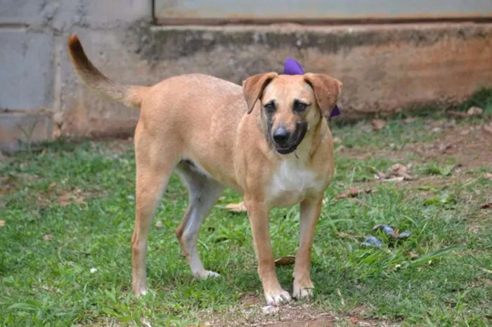 Cachorro ra a SRD idade 6 ou mais anos nome PILAR, um doce de g