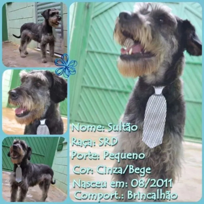 Cachorro raça SRD idade 6 ou mais anos nome SULTÃO, um encanto!