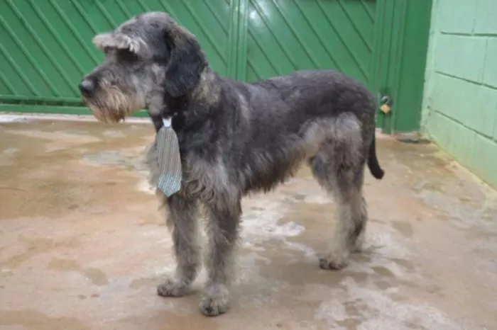 Cachorro raça SRD idade 6 ou mais anos nome SULTÃO, um encanto!