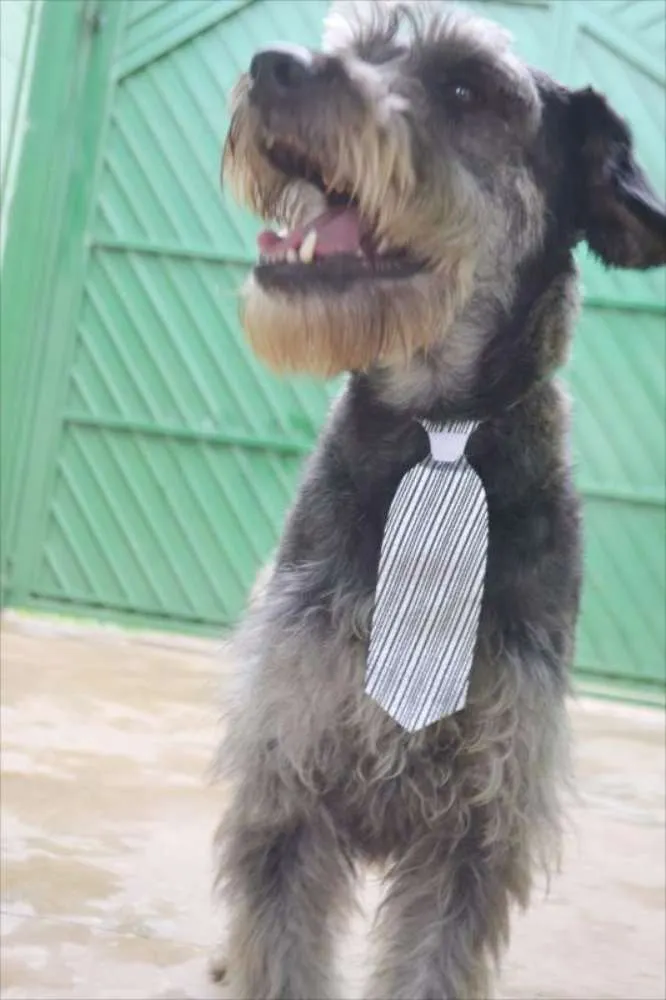 Cachorro raça SRD idade 6 ou mais anos nome SULTÃO, um encanto!