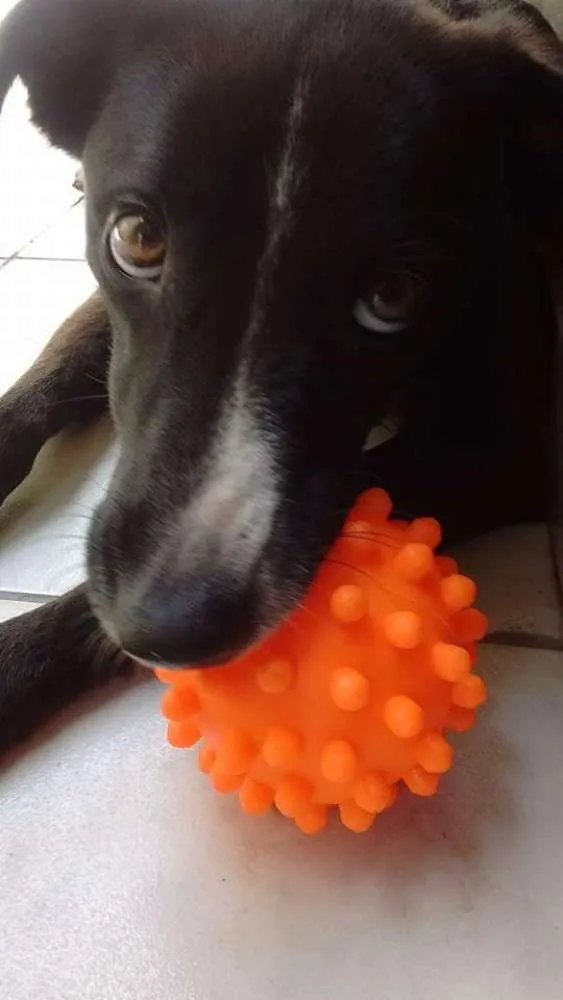 Cachorro ra a Labrador idade 2 anos nome Sophie