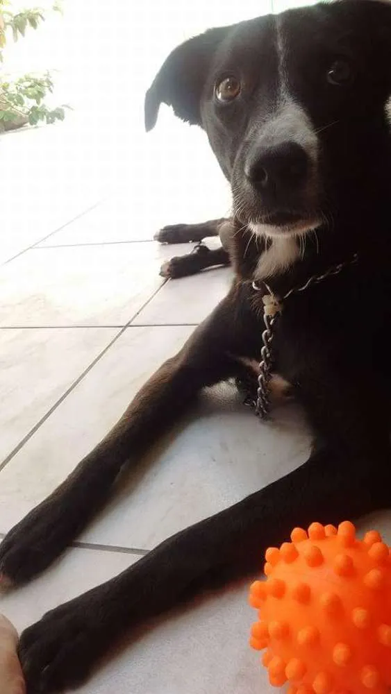 Cachorro ra a Labrador idade 2 anos nome Sophie