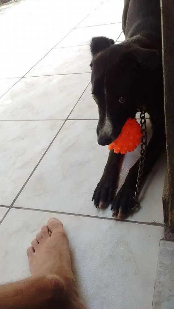 Cachorro ra a Labrador idade 2 anos nome Sophie