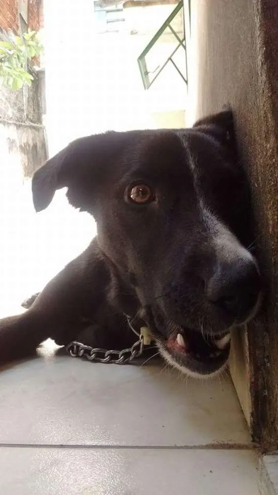 Cachorro ra a Labrador idade 2 anos nome Sophie