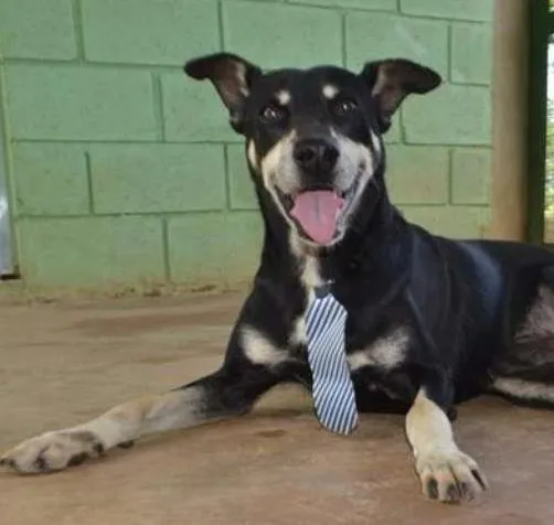 Cachorro ra a SRD idade 5 anos nome CAFÉ, um anjo!