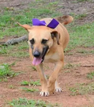 Cachorro raça SRD idade 6 ou mais anos nome PILAR, um doce de g
