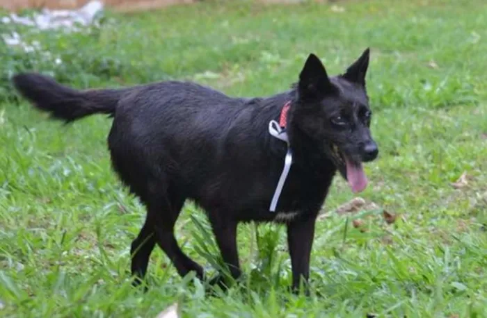 Cachorro ra a SRD idade 6 ou mais anos nome MONALISA, nossa MONA!